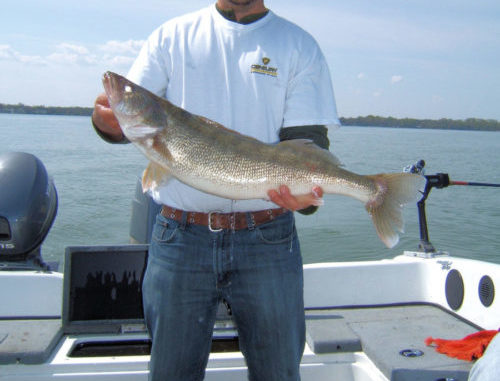 Visit Lake Erie For Excellent Walleye Fishing The Clermont Sun