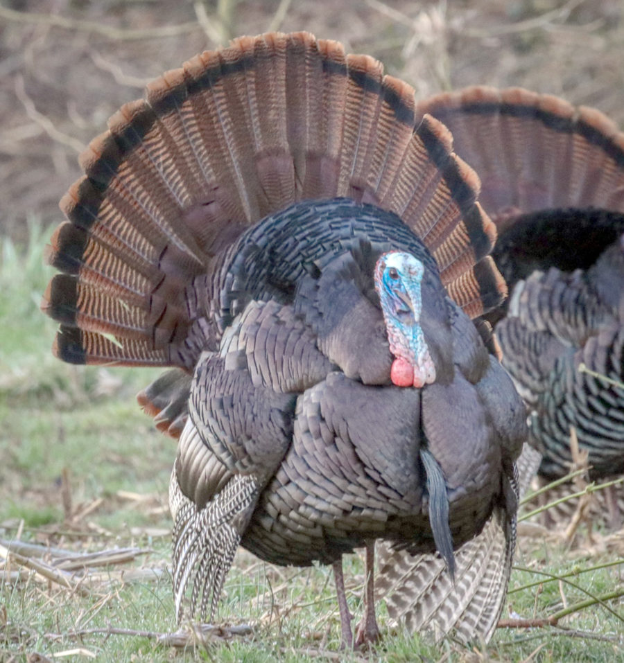 ODNR Ohio’s wild turkey hunters successful on opening day The