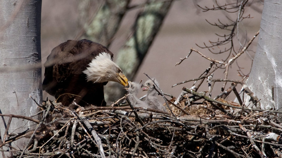 Citizen scientists find 707 bald eagle nests in Ohio The Clermont Sun